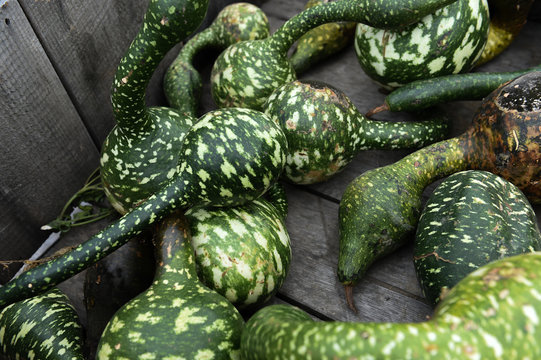 Swan Courds for sale at the farm