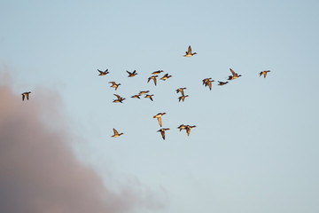 Eurasian Wigeon, Wigeon , Duck, Anas Penelope