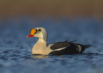 King Eider