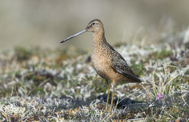 Long-billed Dowitcher (Limnodromus scolopaceus)