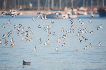 Dunlin, Calidris alpine