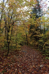 Path in the forest in fall
