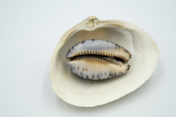 sea shells, shellfish