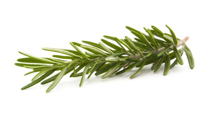 rosemary isolated on white