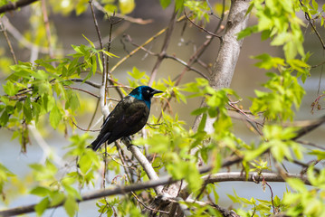 Grackle on a Branch