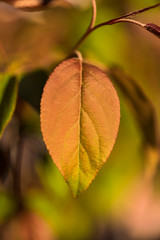 Golden Leaf