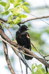 Red-Winged Blackbird Male