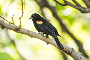 Red-Winged Blackbird Male