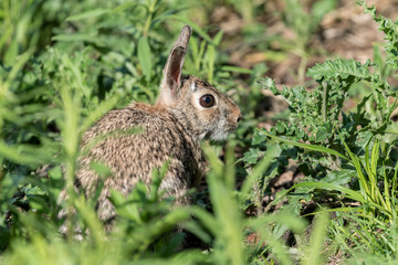 Bunny