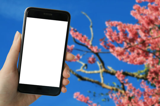  Teenage girl using smart phone with white blank screen on full bloom of wild Himalayan Cherry (Sakura Thai) background in Northern Thailand. image for mock up.