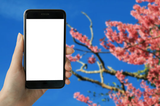   Teenage girl using smart phone with white blank screen on full bloom of wild Himalayan Cherry (Sakura Thai) background in Northern Thailand. image for mock up.
