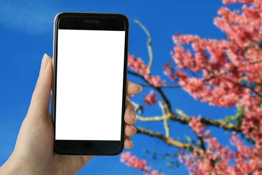  Teenage girl using smart phone with white blank screen on full bloom of wild Himalayan Cherry (Sakura Thai) background in Northern Thailand. image for mock up.