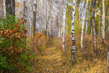 Beautiful autumn forest