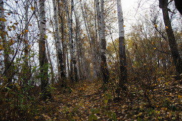 Beautiful autumn forest