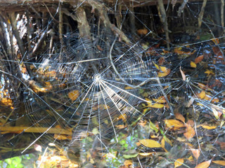 beautiful spiderwebs covered with the afternoon sunlight