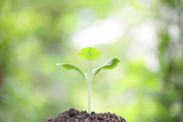 Young growing plant