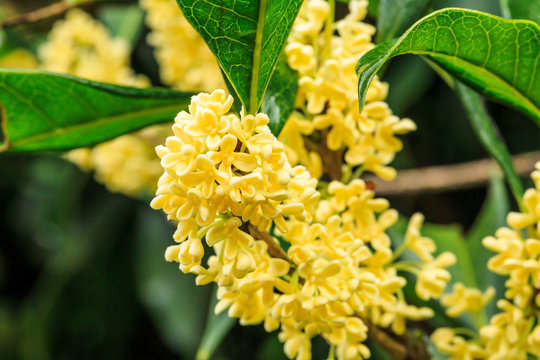 Beautiful yellow osmanthus fragrans bloom in october