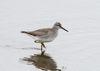 Gray-tailed Tattler