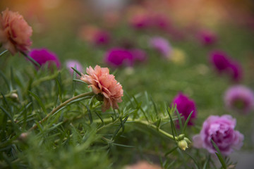  Beautiful globe amaranth flower (Gomphrena globosa)