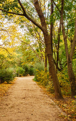 old path in forest at autumn