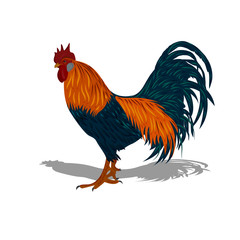 rooster, vector illustration