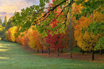 Row of Trees in Peak Fall Colors