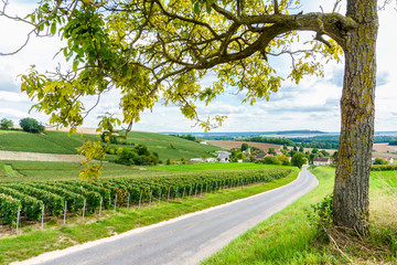 Row vine grape in champagne vineyards at montagne de reims on countryside village background, France