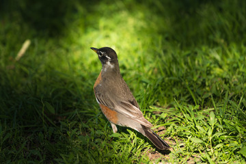 American Robin