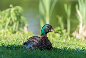 Mallard