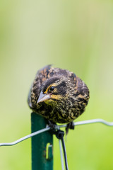 Red-Winged Blackbird Female