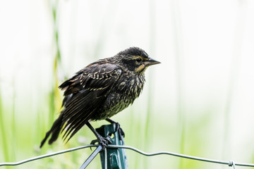 Red-Winged Blackbird Female