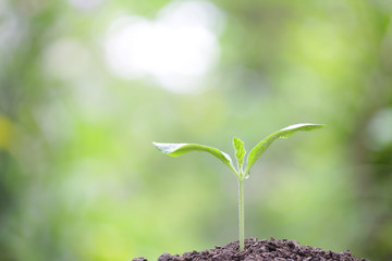 Growing plants
