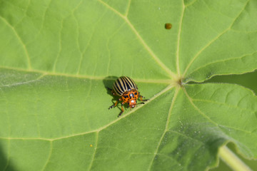 Colorado beetle on a leaf of a plant. Adult striped Colorado bee