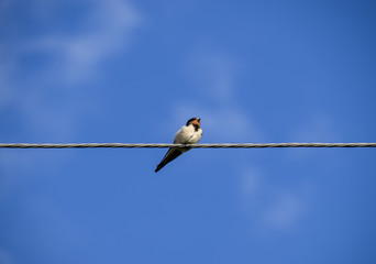 Swallows on the wires. Swallows against the blue sky. The swallo