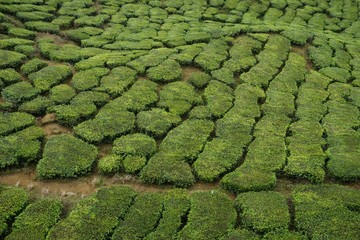 The patterns of tea plants