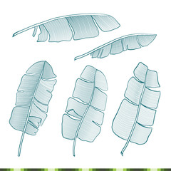 Vector Illustration of tropical banana leaves