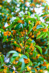 Osmanthus