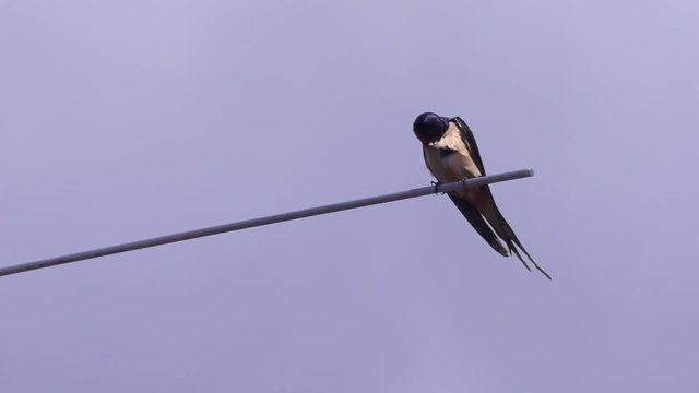 swallow bird perched on a pole