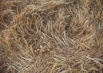 Autumn wild grass, top view. Wheat-grass, bluegrass.
