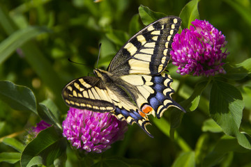Butterfly - Papilio machaon, the Old World swallowtail - on a pink flower in the meadow; Imago with yellow wings, black vein markings and with a red eye spot at the end of the tails.