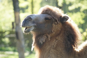 Camel