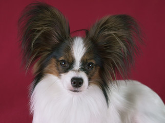 Beautiful young male dog Continental Toy Spaniel Papillon on red background