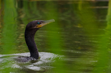 emerald eyes cormorant bird in the water
