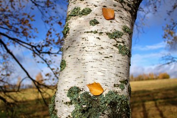 Autumn time: yellowed fallen leaves stuck to the birch trunk.