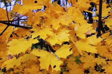 Autumn's time: yellowed maple leaves on branches in full screen.