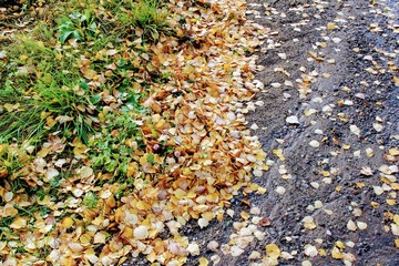 Autumn time: yellowed fallen leaves of the birch accumulated on the roadside.