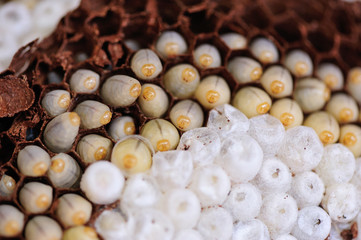 Wasp nest polist. The nest of a family of wasps