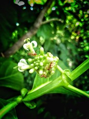 Great morinda, Tahitian noni, Indian mulberry, Beach mulberry,Noni,Meng kudu,Ach,Morinda citrifolia L. 