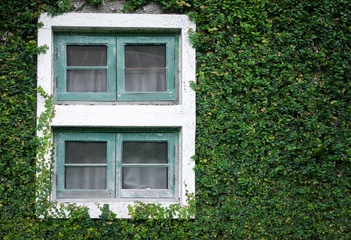 Old windows and green grass