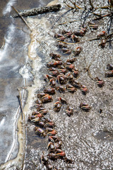 Fiddler Crabs